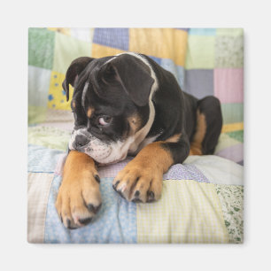 Cutest Baby Animals Shy Old English Bulldog Magnet
