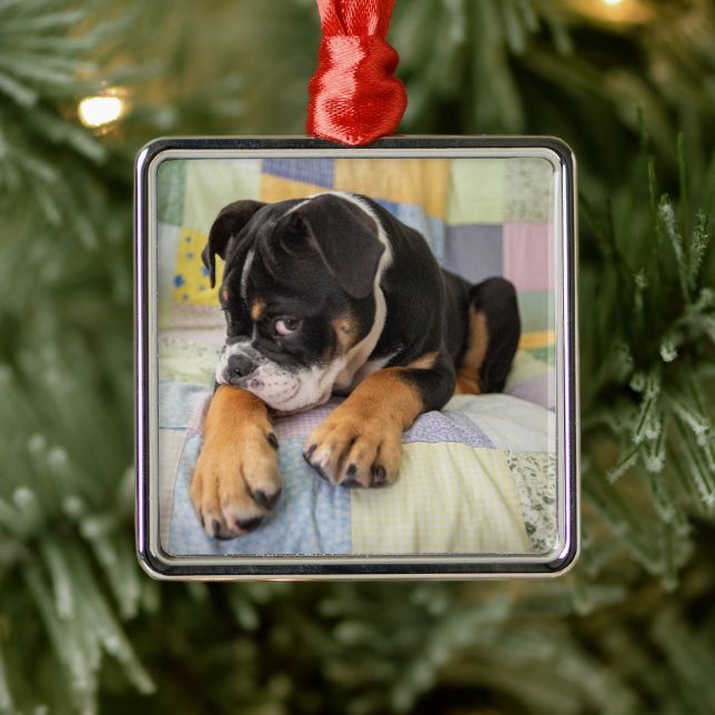 Cutest Baby Animals | Shy Old English Bulldog Metal Ornament (Tree)