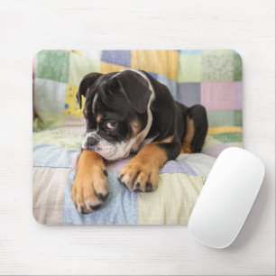 Cutest Baby Animals   Shy Old English Bulldog Mouse Pad
