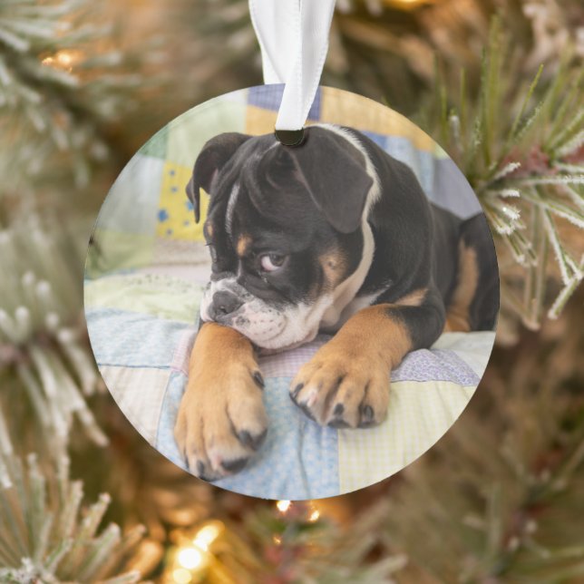 Cutest Baby Animals | Shy Old English Bulldog Ornament (Tree)