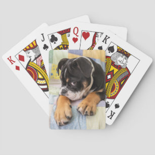 Cutest Baby Animals Shy Old English Bulldog Playing Cards