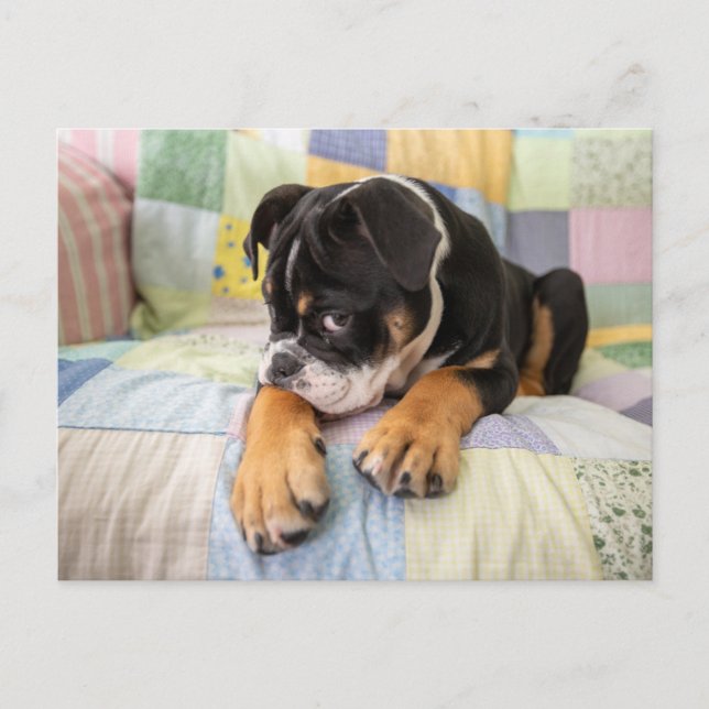 Cutest Baby Animals | Shy Old English Bulldog Postcard (Front)
