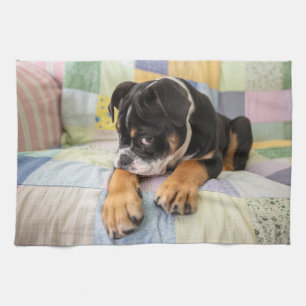 Cutest Baby Animals   Shy Old English Bulldog Tea Towel