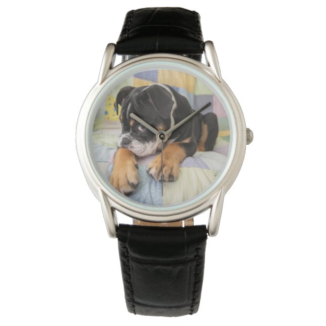 Cutest Baby Animals | Shy Old English Bulldog Watch (Front)