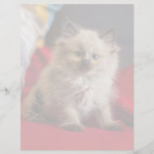 Cutest Baby Animals Siamese Kitten