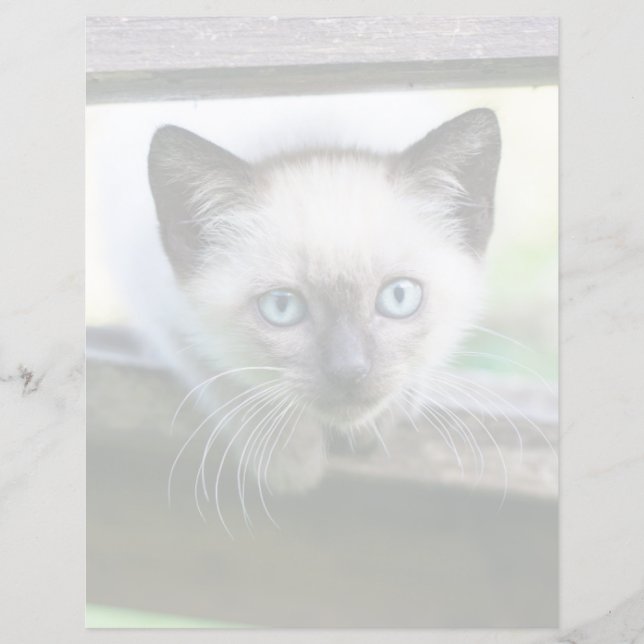 Cutest Baby Animals | Siamese Kitten (Front)