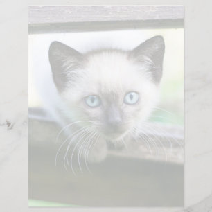 Cutest Baby Animals   Siamese Kitten