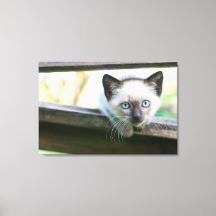 Cutest Baby Animals Siamese Kitten 2 Canvas Print