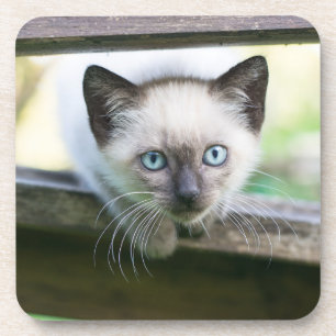 Cutest Baby Animals Siamese Kitten 2 Coaster