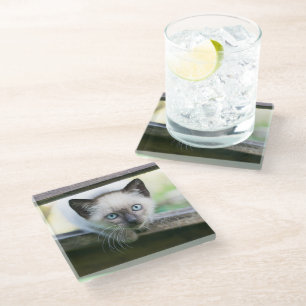 Cutest Baby Animals Siamese Kitten 2 Glass Coaster