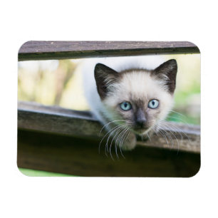 Cutest Baby Animals Siamese Kitten 2 Magnet
