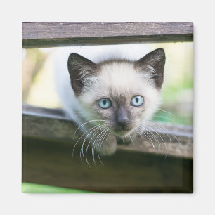 Cutest Baby Animals Siamese Kitten 2 Magnet