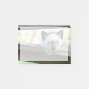 Cutest Baby Animals Siamese Kitten 2 Post-it Notes