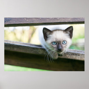 Cutest Baby Animals Siamese Kitten 2 Poster