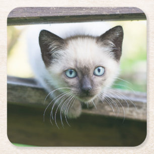 Cutest Baby Animals Siamese Kitten 2 Square Paper Coaster