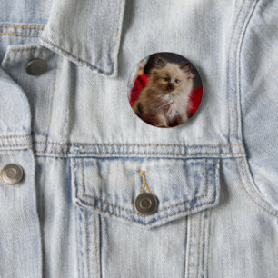 Cutest Baby Animals Siamese Kitten 6 Cm Round Badge