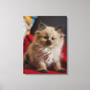 Cutest Baby Animals Siamese Kitten Canvas Print