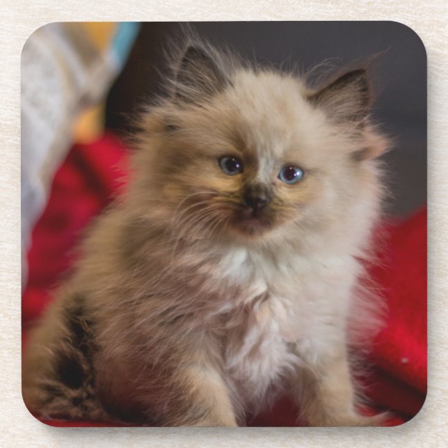 Cutest Baby Animals | Siamese Kitten Coaster (Front)