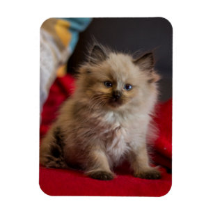 Cutest Baby Animals Siamese Kitten Magnet