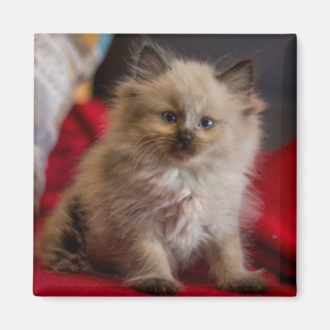 Cutest Baby Animals | Siamese Kitten Magnet (Front)