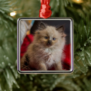 Cutest Baby Animals Siamese Kitten Metal Ornament