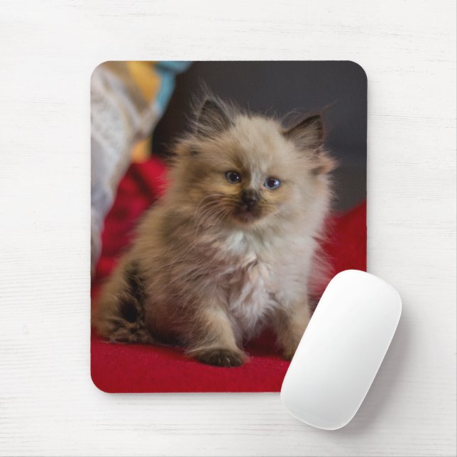 Cutest Baby Animals | Siamese Kitten Mouse Pad (With Mouse)