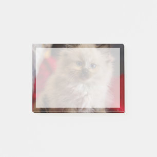 Cutest Baby Animals   Siamese Kitten Post-it Notes