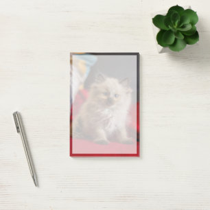 Cutest Baby Animals Siamese Kitten Post-it Notes