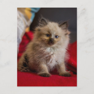 Cutest Baby Animals   Siamese Kitten Postcard