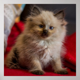 Cutest Baby Animals Siamese Kitten Poster