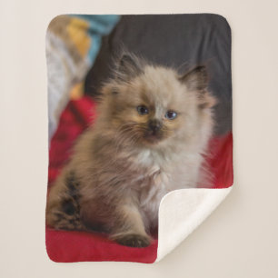 Cutest Baby Animals   Siamese Kitten Sherpa Blanket