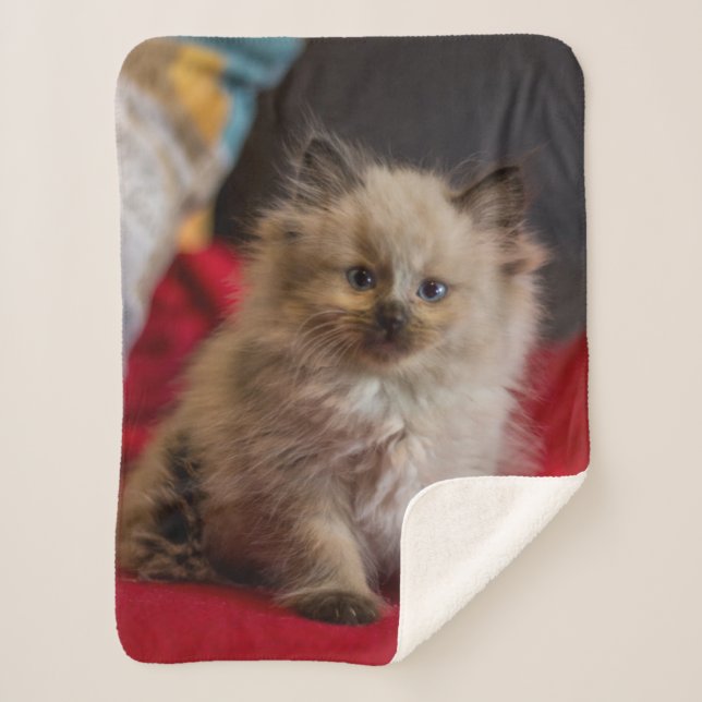Cutest Baby Animals | Siamese Kitten Sherpa Blanket (Front)