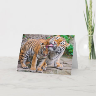 Cutest Baby Animals   Siberian Tiger Family Card