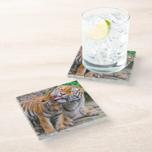 Cutest Baby Animals Siberian Tiger Family Glass Coaster