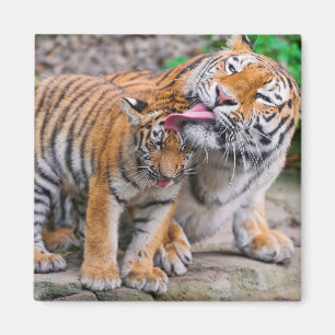 Cutest Baby Animals Siberian Tiger Family Magnet