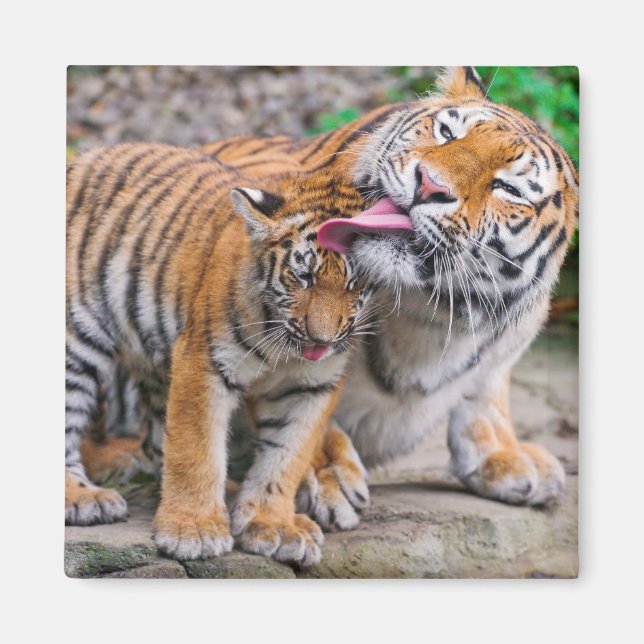 Cutest Baby Animals | Siberian Tiger Family Magnet (Front)