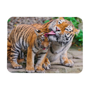 Cutest Baby Animals Siberian Tiger Family Magnet