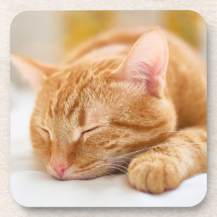 Cutest Baby Animals Sleeping Ginger Cat Coaster