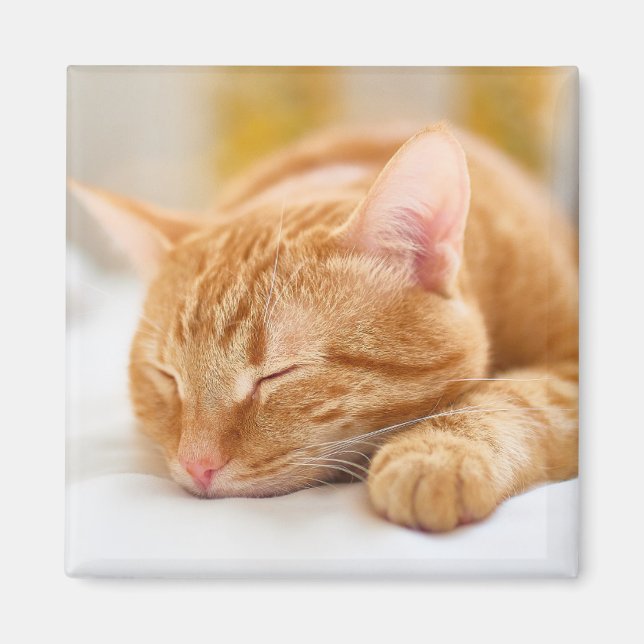 Cutest Baby Animals | Sleeping Ginger Cat Magnet (Front)