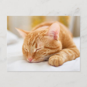 Cutest Baby Animals   Sleeping Ginger Cat Postcard