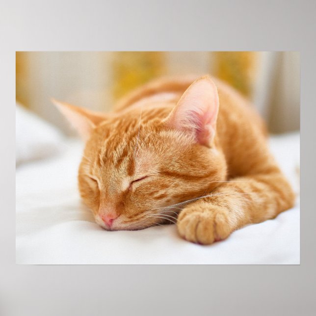 Cutest Baby Animals | Sleeping Ginger Cat Poster (Front)