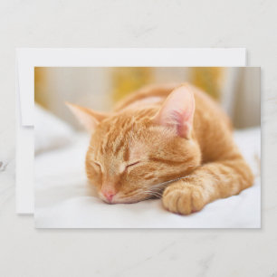 Cutest Baby Animals   Sleeping Ginger Cat Thank You Card
