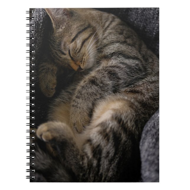 Cutest Baby Animals | Sleeping Tabby Cat Notebook (Front)