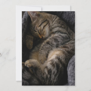 Cutest Baby Animals   Sleeping Tabby Cat Thank You Card