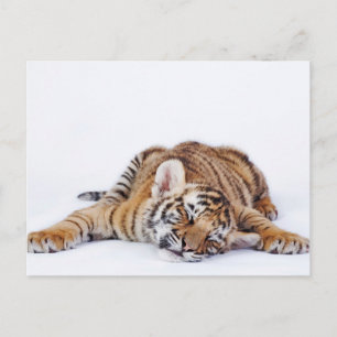 Cutest Baby Animals   Sleepy Baby Tiger Cub Postcard