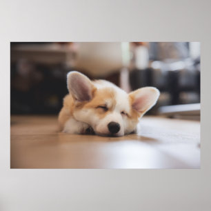 Cutest Baby Animals Sleepy Corgi Poster