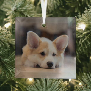 Cutest Baby Animals   Sleepy Corgi Puppy Glass Tree Decoration