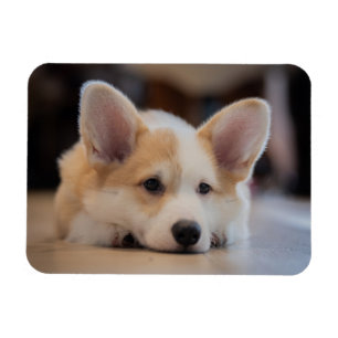 Cutest Baby Animals Sleepy Corgi Puppy Magnet