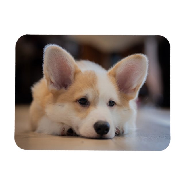 Cutest Baby Animals | Sleepy Corgi Puppy Magnet (Horizontal)