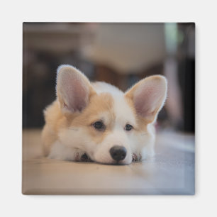 Cutest Baby Animals   Sleepy Corgi Puppy Magnet